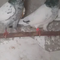 جفت کفتر تیدی جوان|پرنده|چابکسر, |دیوار