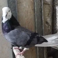 کبوتر پرشی شازده سبز|پرنده|شهریار, شهرک بهاران (ویره)|دیوار