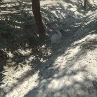 واگذاری خرگوش لوپی بصورت رایگان