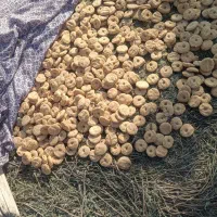 ترخینه