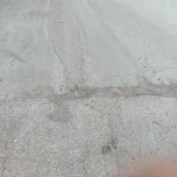 سگ پیدا شده