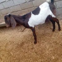 بز نجدی اصیل دوقلوزا