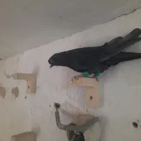 کفتر سیاه بهبانی