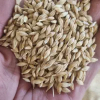 بذر جو دیم (عکس تزئینی است)