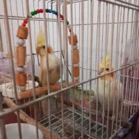 عروس هلندی مولد|پرنده|چهارباغ, |دیوار