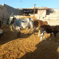 گاو و گوساله|حیوانات مزرعه|کردیان, |دیوار