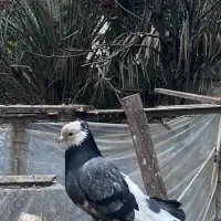 جفت دم چتری حرفه ای