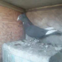 کبوتر|پرنده|یزدان شهر, |دیوار