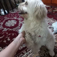 سگ شیدزوتریر