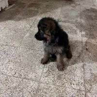 ژرمن شولاین مو بلد 3ماهه