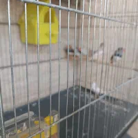 فنچ|پرنده|مشکین‌دشت, |دیوار
