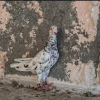 سرو قزوینی|پرنده|شیراز, باهنر|دیوار
