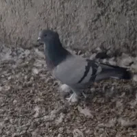 کود کفتری