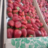 توت فرنگی کاماروس