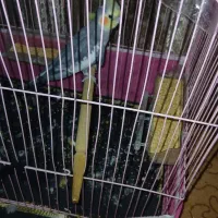 ۳تامرغ عشق ویک عددعروس هلندی نر|پرنده|ایذه, |دیوار