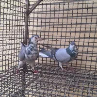 کبوتر|پرنده|اصفهان, ستار|دیوار