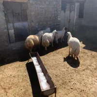 بره نر|حیوانات مزرعه|خرمآباد, |دیوار