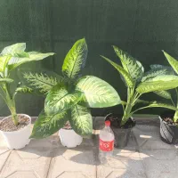 گل و گیاه، گلدان،کود و بستر کشت گیاهان آپارتمانی|گل و گیاه طبیعی|طبس, |دیوار