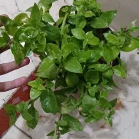 گل ناز|گل و گیاه طبیعی|نسیم‌شهر, |دیوار