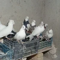 کبوتر|پرنده|رزن, |دیوار