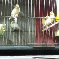 تعدادی قناری وفنچ|پرنده|خوی, |دیوار