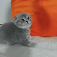 اسکاتیش بلوگلد