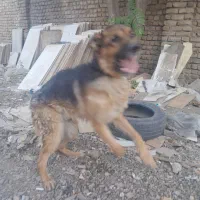 سگ نر ژرمن و قهدریجانی