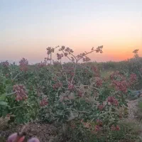 ۸ هکتار باع پسته و۲۸ ساعت اباد چاه عمیق