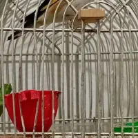 معاوضه با مرغ