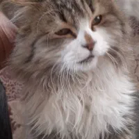 گربه خانگی واگذاری رایگان|گربه|اراک, |دیوار