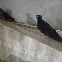 مسیرشمالی