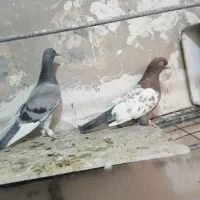 جفت نر|پرنده|بیرجند, |دیوار