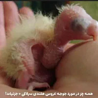 عروس هلندی سرلاکی