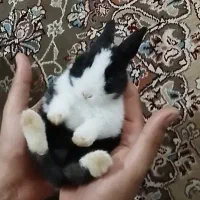 بچه خرگوش نیمه لوپ