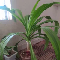 گل ذرتی 3ساله