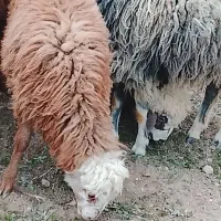 3عددبره ماد مناسب برای پرواری یا دامازدخ