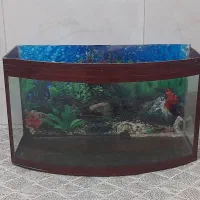 آکواریوم منحنی|ماهی|اقبالیه, |دیوار