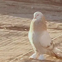 کفتر سوسنی بزن