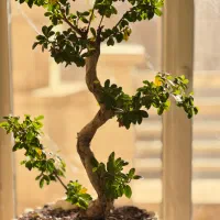 درختچه ، بونسای جنسینگ فیکوس بهمراه ۲عددگلدان لوکس|گل و گیاه طبیعی|تهران, اقدسیه|دیوار