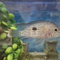 یک جفت گرین تیلور بالغ و سالم|ماهی|تهران, وحیدیه|دیوار