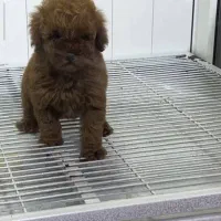 توی پودل اورجینال دارک رد جنسیت دختر