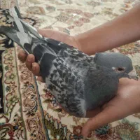 ۲ کفتر با هم جفتن|پرنده|قائن, |دیوار