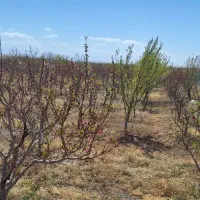 باغ ۶۰۰ متری