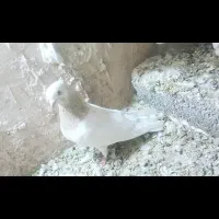 کبوتر کله هما کاکلی نر
