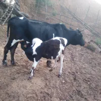 گاوباگوساله نر به فروش میرسد|حیوانات مزرعه|سنگر, |دیوار