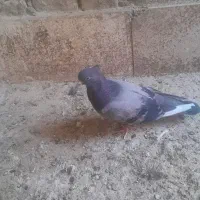بچه کفتر پرشی یزدی و تیدی و تهرونی
