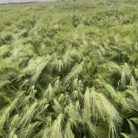 جو فروشی درجه۱اراک