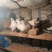 کبوتر های پرشی