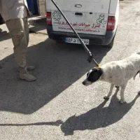 نیازمند کارگر نیرو آقا