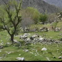 زمین دلفارد